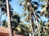 Goa 1994 024