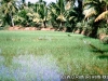 Goa 1994 057