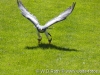 Naturfototage Fürstenfeld 2012