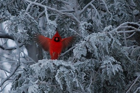 03 Barbara Lehtiniemi Canada -Winter Beauty