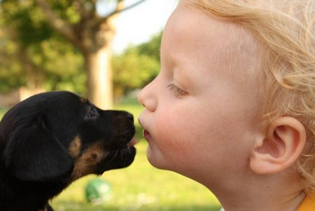 08 Nenad Djordjevic Serbia - Puppies