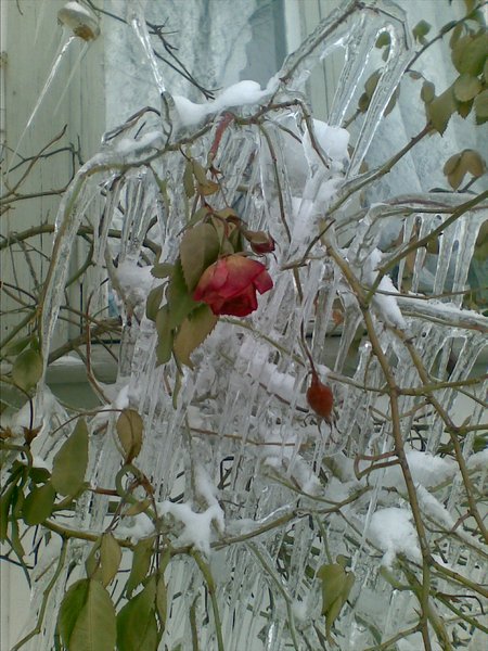 FINLAND Iiro Vuorio Frozen Rose in February 11th
